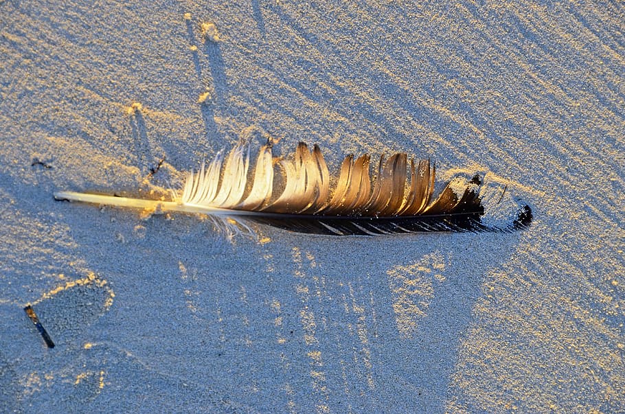 feather, sun, sand, beach, sea, water, sand beach, ocean, no people HD wallpaper
