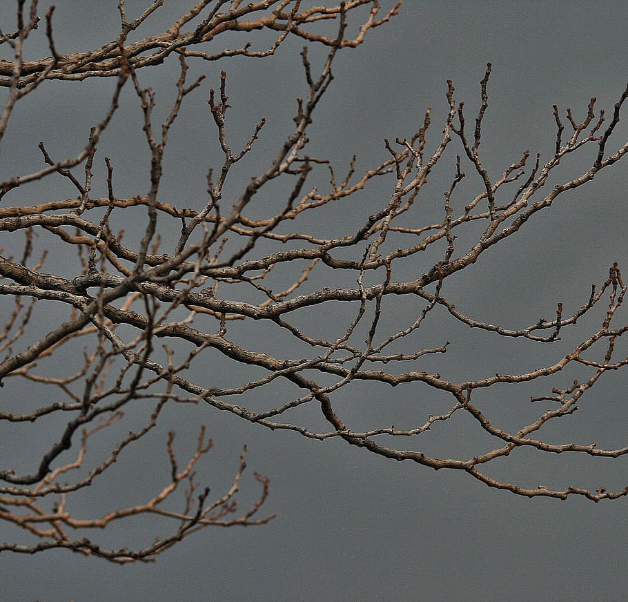 bare branches, tree, twigs, grey, winter, sky, gloomy, nature HD wallpaper