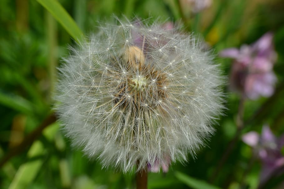 Dandelion, Seed, Head, Close-Up, green, detail, blow, flower HD wallpaper