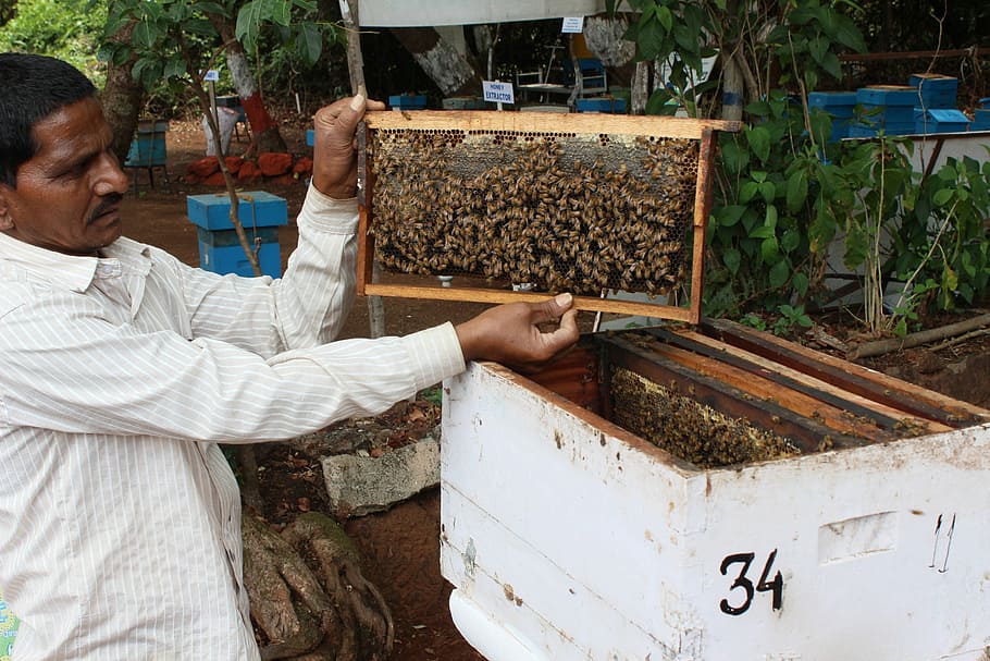 Bee, Breeding, India, people, outdoors, washing, adult, day HD wallpaper