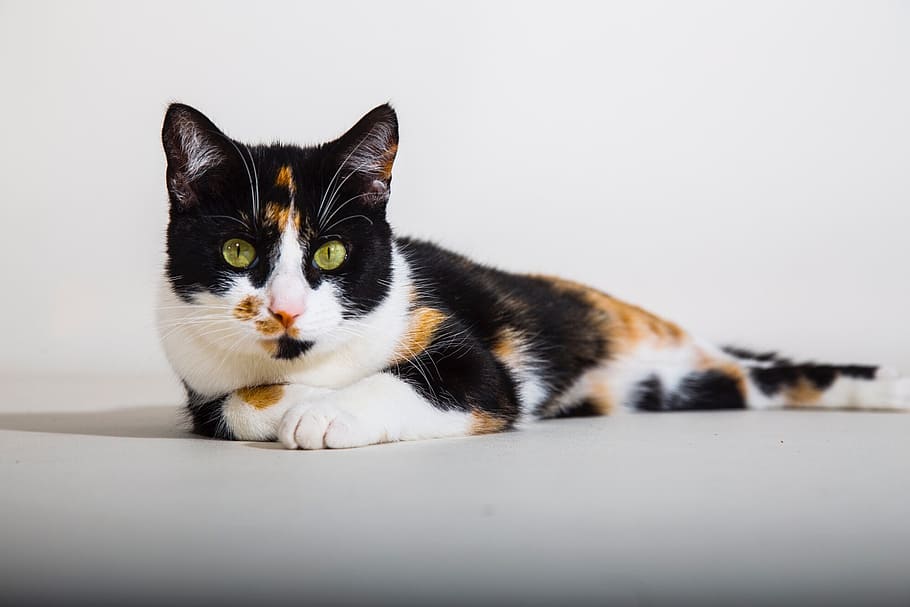 calico cat, cats, elegant, nice, lapjeskat, studio photo, ondeugnd HD wallpaper