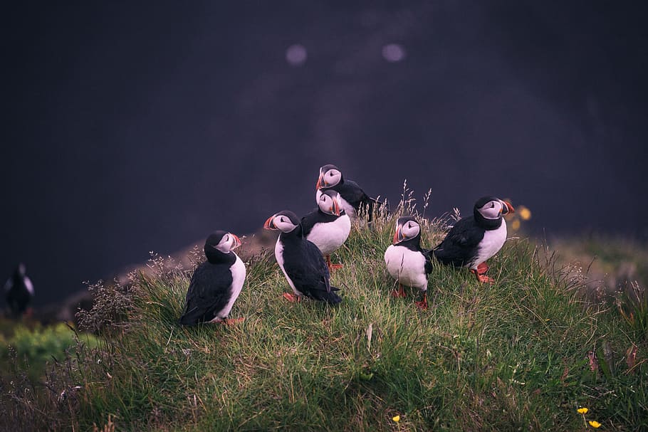 white-and-black birds near body of water, five peguins, animal HD wallpaper