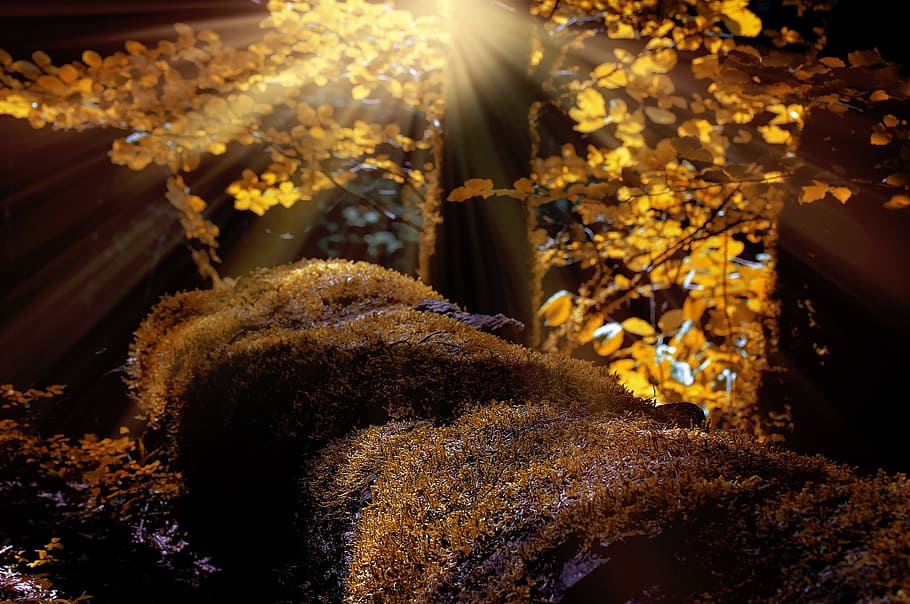 yellow petals, landscape, forest, trees, moss, nature, autumn HD wallpaper