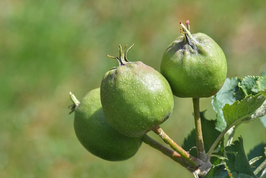 apple, leaf, fruit, green apple, plant, macro, sun, healthy eating HD wallpaper