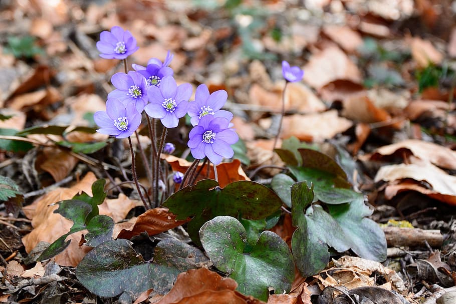 hepatica, blossom, bloom, flower, spring, ground, forest, nature HD wallpaper