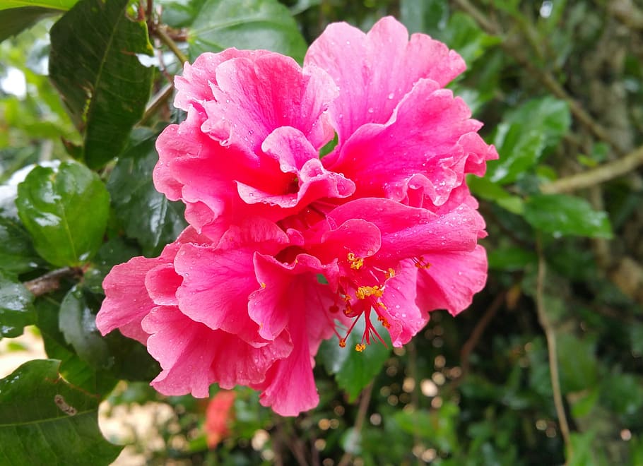 flower, dew, pink, nectar, wet, flowering plant, petal, beauty in nature HD wallpaper
