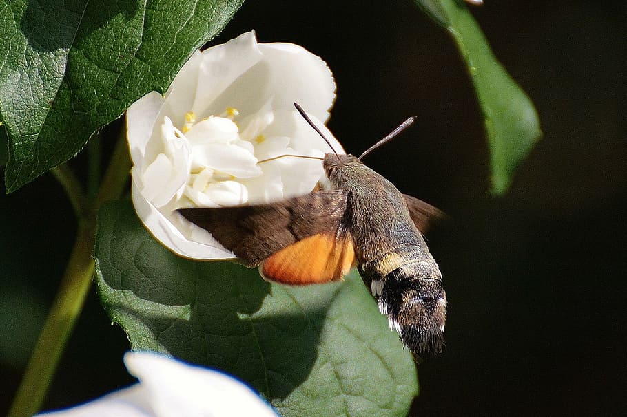 hummingbird hawk moth, butterfly, insect, wing, nature, animal, HD wallpaper