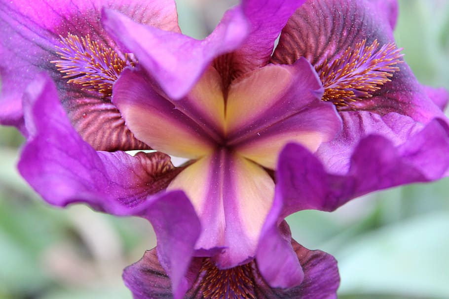 iris, plant, violet, blossom, bloom, macro, garden plant, flower HD wallpaper