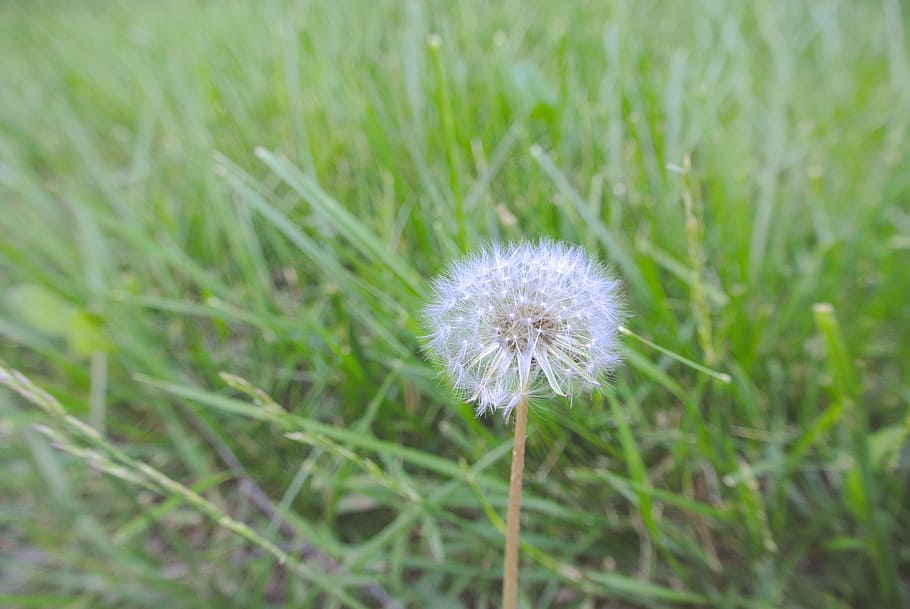 dandelion, nature, spring, summer, grass, plant, flower, meadow HD wallpaper