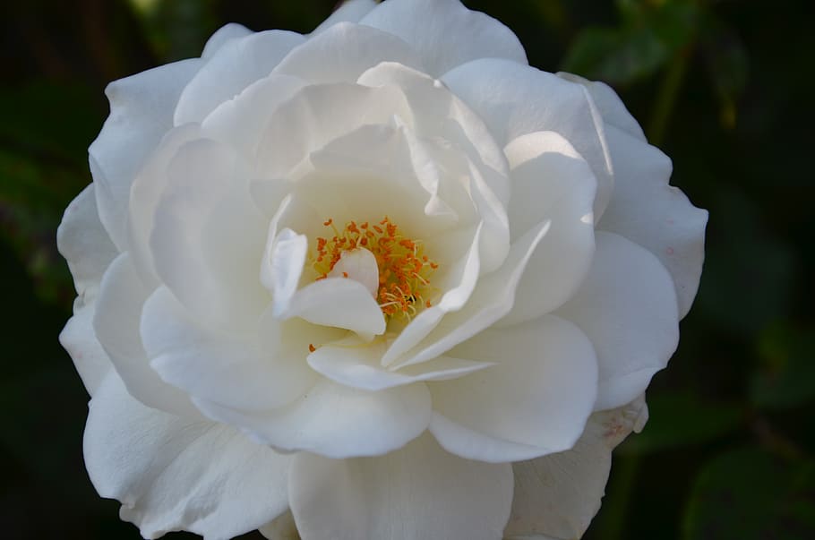 white rose, petals, rose bloom, rose family, flowering plant, HD wallpaper