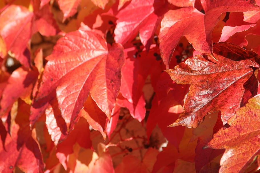 autumn, wine partner, red, leaf, plant part, full frame, close-up HD wallpaper