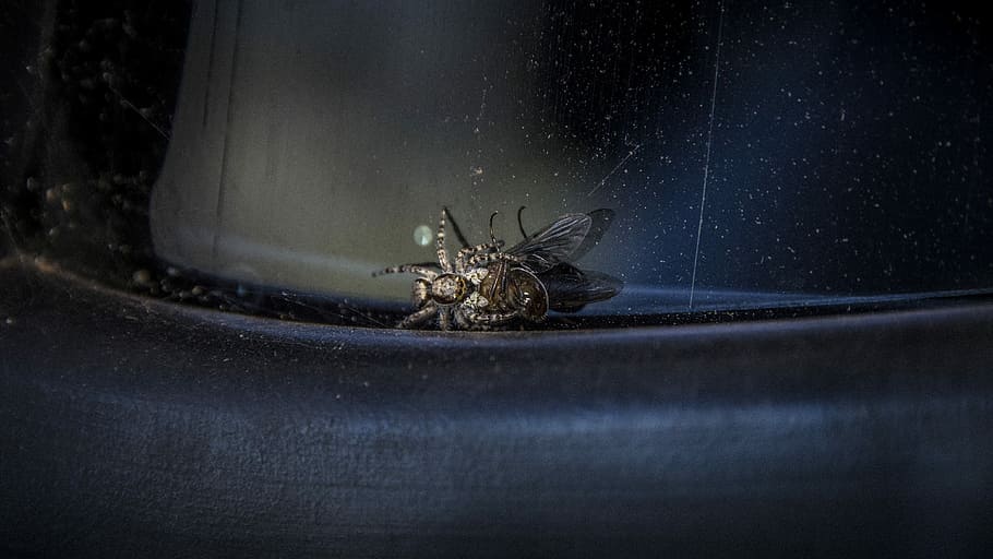 black flying insect on surface, closeup photography of black spider on black surface HD wallpaper