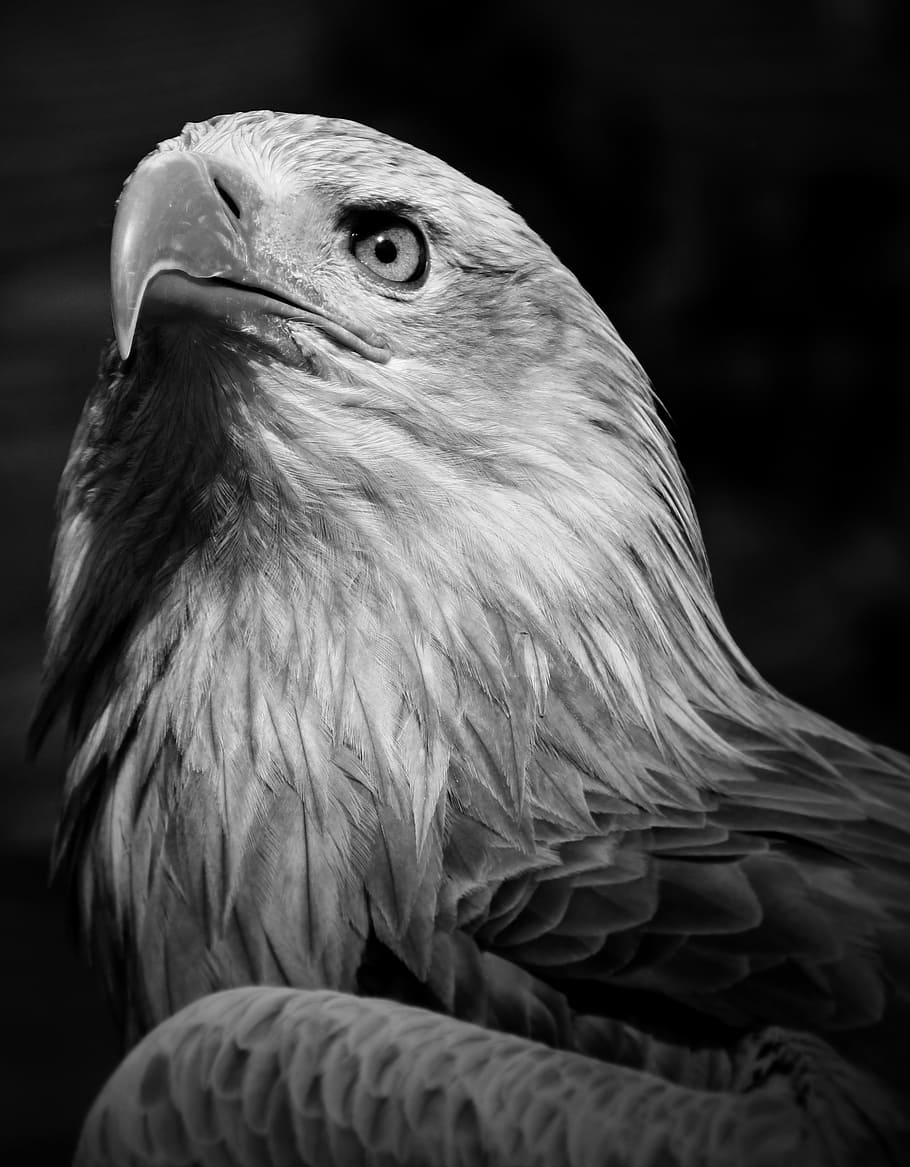 grayscale photography of eagle, bird, outside, beak, wild, nature, HD wallpaper