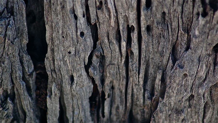 Trunk, Tree, Dry, Nature, Forest, texture, wood - Material HD wallpaper