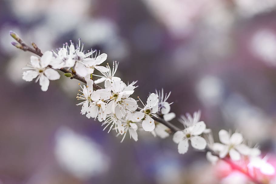shallow focus photography of white flower, selective focus photography of white cherry blossoms in bloom HD wallpaper