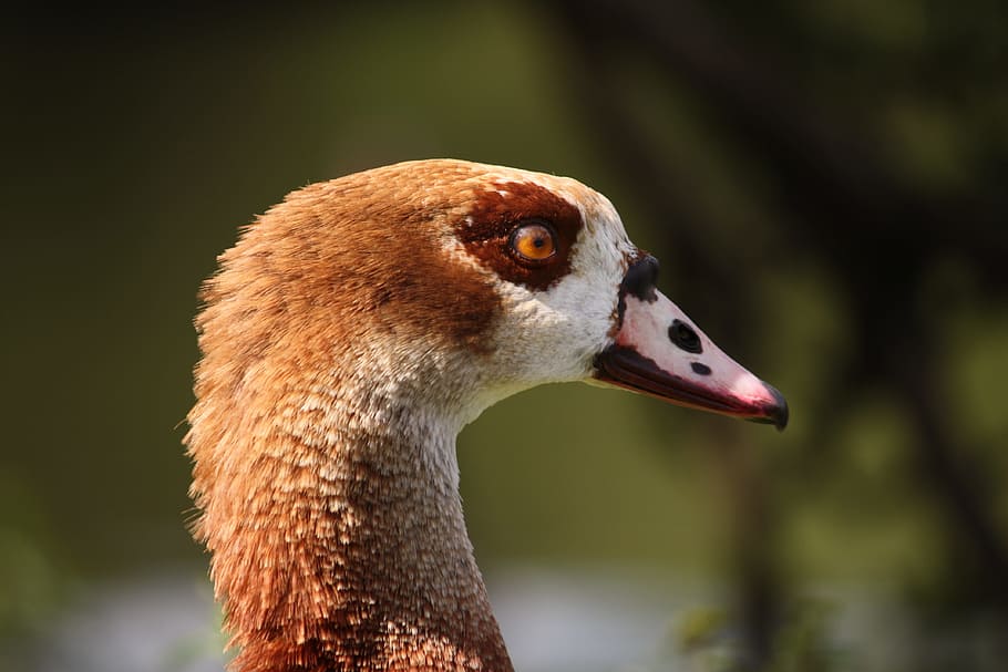 animals, duck, nature, one animal, animal themes, bird, animal wildlife HD wallpaper