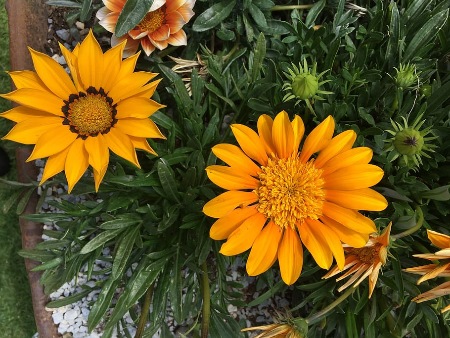 Flowers, Spring, Nature, Garden, yellow, plant, summer, daisy HD wallpaper