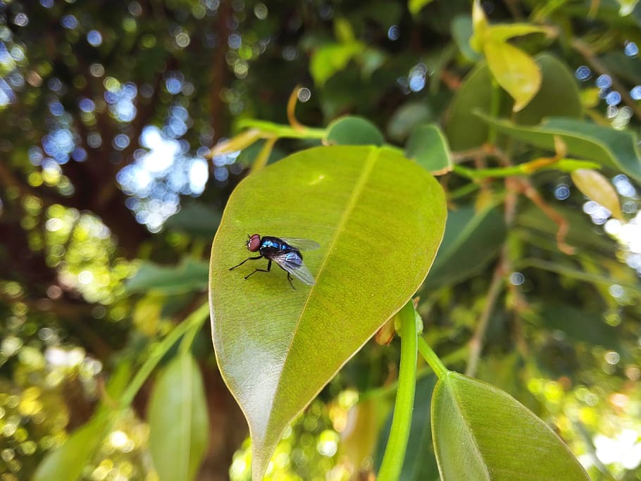 fly, leaf, nature, green, closeup, season, summer, park, field HD wallpaper