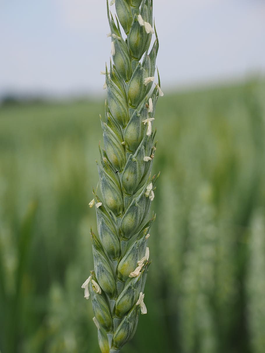 wheat, wheat spike, wheat field, cornfield, cereals, summer, HD wallpaper