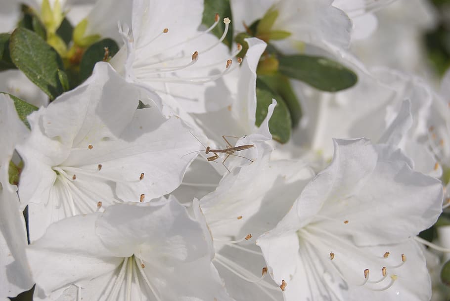 praying mantis, bug, azalea, flower, flowering plant, growth HD wallpaper