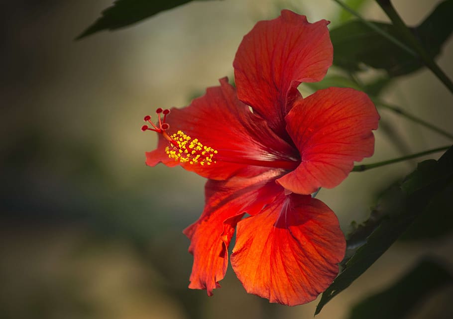 macro photography of red flowers, hibiscus, close up, flowering plant HD wallpaper