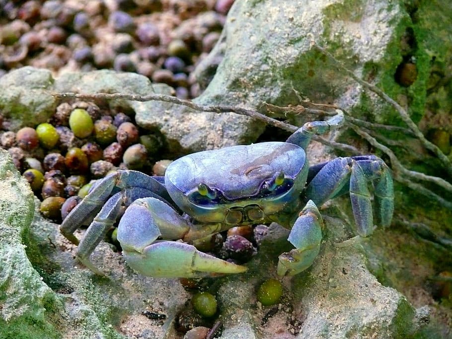 Crab, Beach, Animal, Dominican, Republic, exotic, country, hot, HD wallpaper