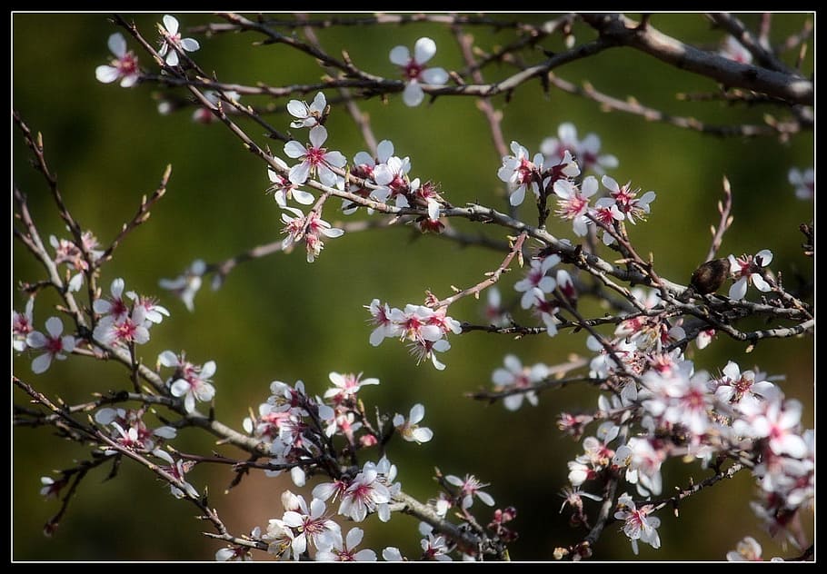 Flowers, Cherry, Blossoms, Branch, Tree, nature, fragility HD wallpaper