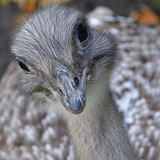 rhea, runner, bird, ostrich, curious, animal, beak, animal themes HD wallpaper