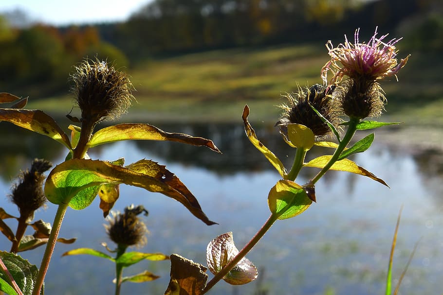 Nature, Plant, Macro, no people, flower, day, focus on foreground HD wallpaper