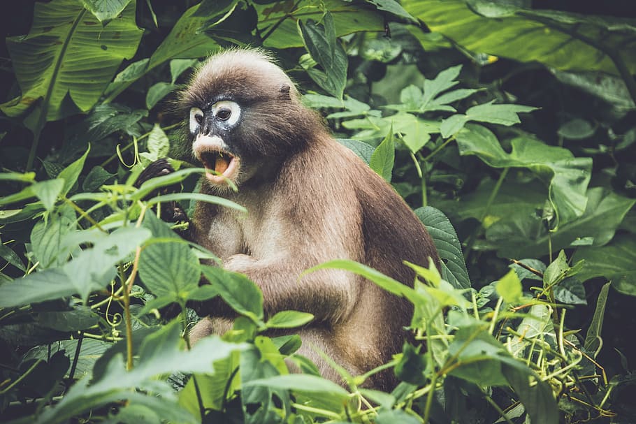 brown monkey eating fruits on tree during day time, brown monkey toy HD wallpaper