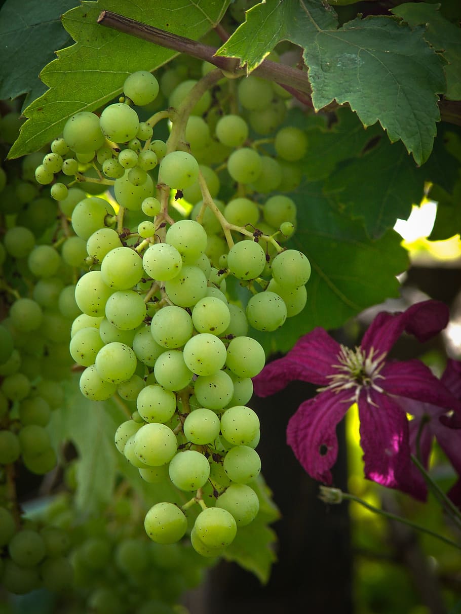 grapevine, grapes, table grapes, grape stock, winegrowing, green HD wallpaper