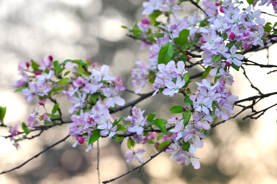 flowers, spring, cherry blossom, flowering plant, freshness HD wallpaper