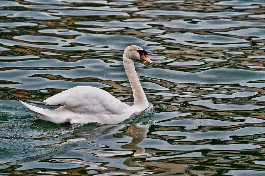 swan, river, water's edge, reflections, reflections on the water HD wallpaper