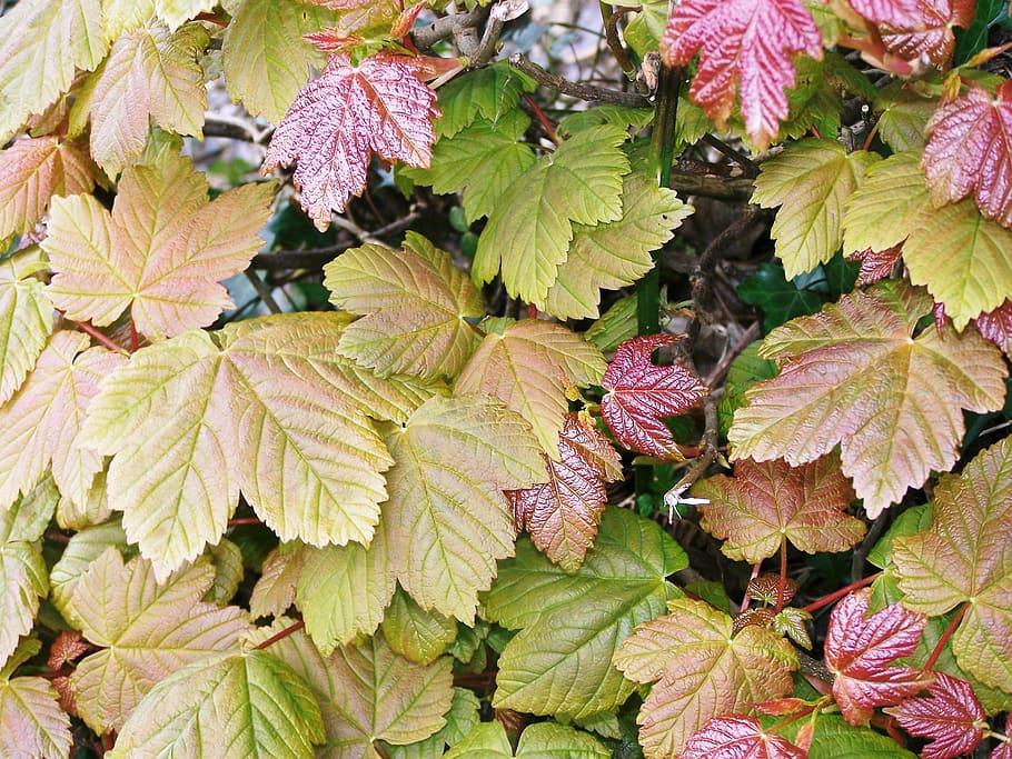 leaves, trees, nature, leaf, green, foliage, forest, summer HD wallpaper