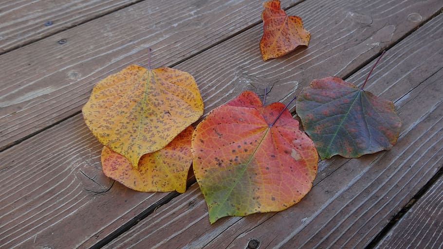leaves, leaf, fall, nature, season, colorful, fallen, autumnal HD wallpaper