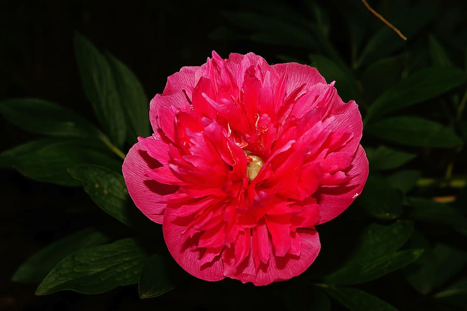 flower, blossom, bloom, red, bush, colorful, macro, flowering plant HD wallpaper