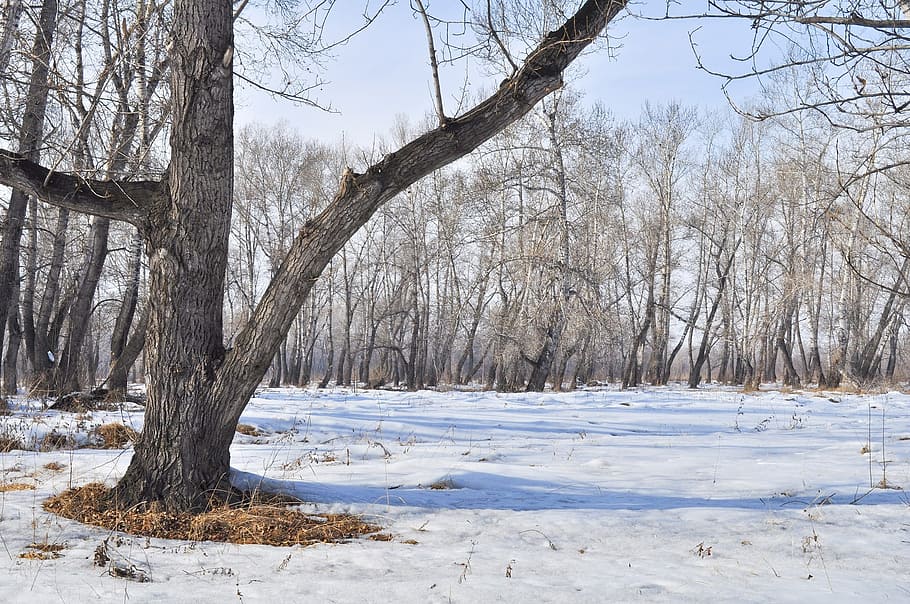 spring, snow, trees, puddles, forest, landscape, winter, cold temperature HD wallpaper