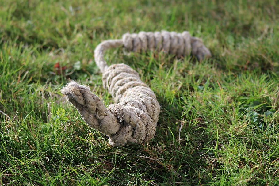 rope, knot, meadow, grass, plant, nature, one animal, no people HD wallpaper