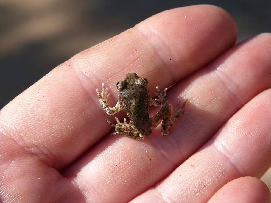 Frog, Lower Case, Hand, Priorat, montsant, human body part HD wallpaper