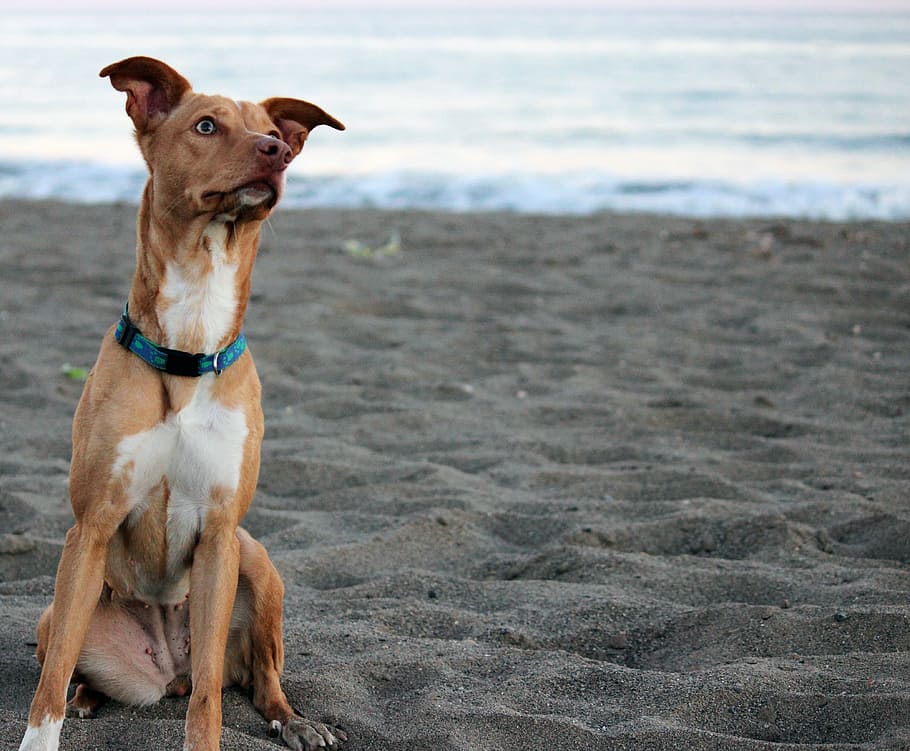 Hound, Beach, Pet, dog, pets, domestic animals, animal themes HD wallpaper