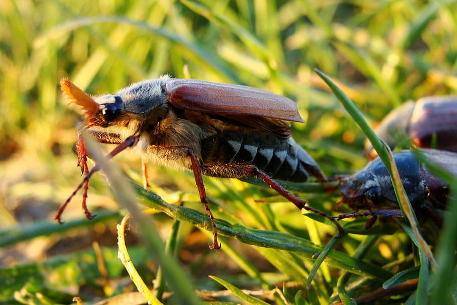 maybug, beetle, macro, maikäfer, grass, insect, melolontha HD wallpaper