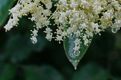 close up photo of white petaled flowers, elderflower, spring HD wallpaper