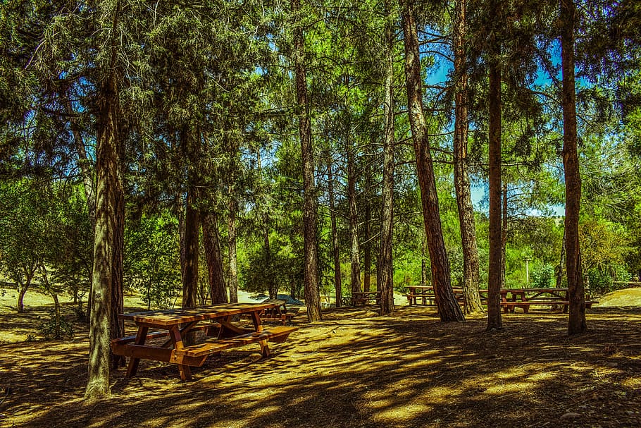brown wooden picnic table near trees, forest, picnic site, nature HD wallpaper