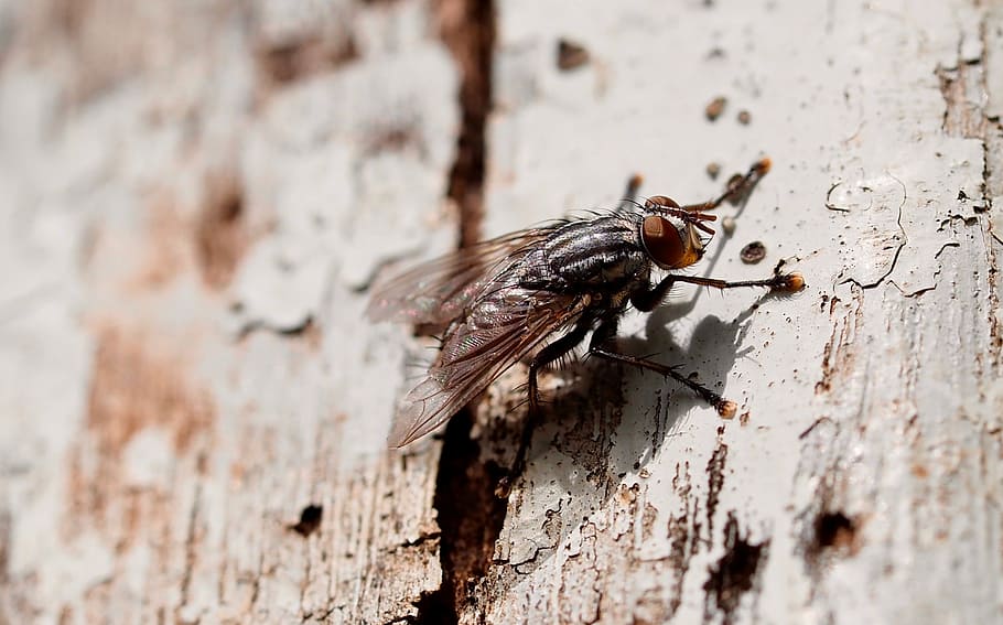 insect, fly, nature, flyer, mosquito, invertebrate, animal themes HD wallpaper