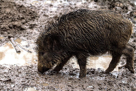 Wild, Forest, Boar, Nature, wild Boar, pig, animal, mammal HD wallpaper