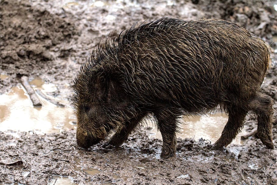 Wild, Forest, Boar, Nature, wild Boar, pig, animal, mammal HD wallpaper