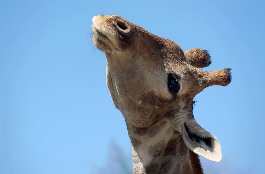 giraffe, head, animals, nature, neck, animal themes, one animal HD wallpaper