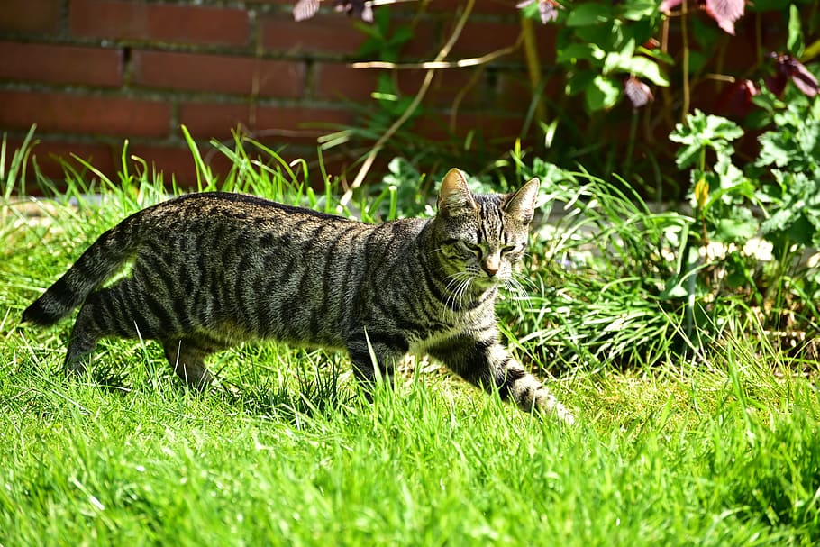 cat, getiegert, sneak, grass, small, cute, graugetiegert, animal HD wallpaper