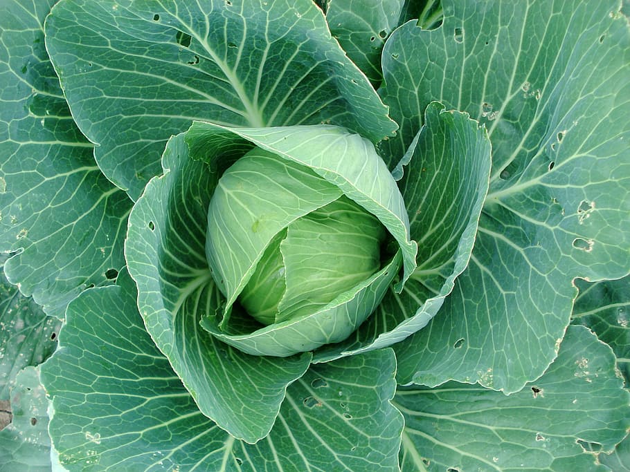sprouts, cabbage, cabbage plants, vegetable, green color, food and drink HD wallpaper