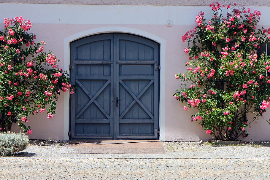 gray wooden gate, roses, climbing roses, door, goal, hinged door
